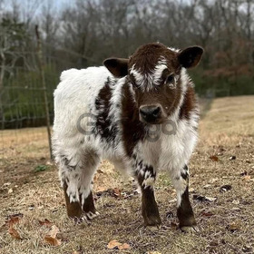 Mini-Hochlandrinder zu verkaufen
