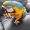 2-jährige Hand gezüchtet Papagei