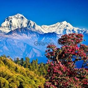 Trip And Tour Nepal