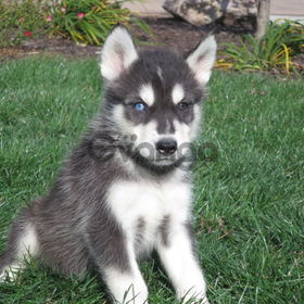 Cute lookib baby siberian husky puppies ready for sale