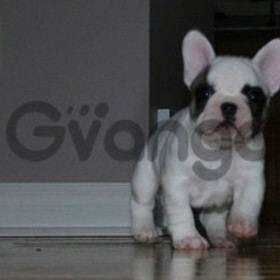 Male and Female English bulldog puppies for adoption