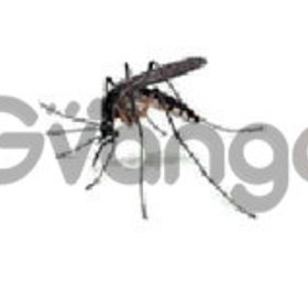 Mosquito control