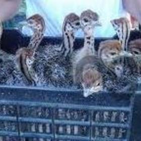 Ostrich chickens and fertile ostrich eggs for sale