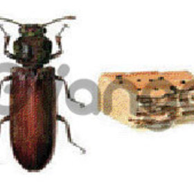 Woodborer treatment