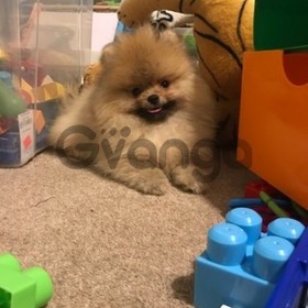 Registered Pomeranian Girl