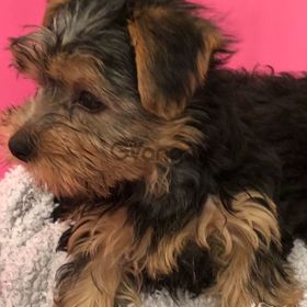 Yorkshire Terrier Puppies - Ready Now