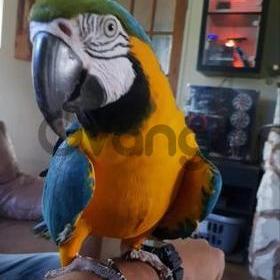 Blue & Gold macaw