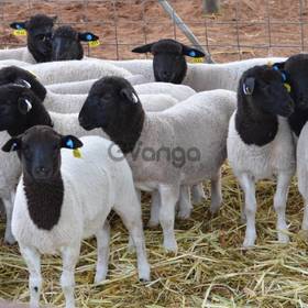 Boer Goat and Cattle  For Sale