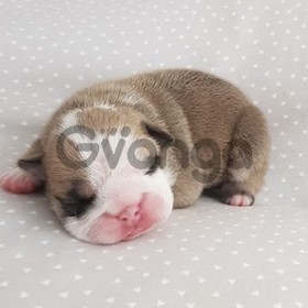 Beautiful bulldog puppy for adoption