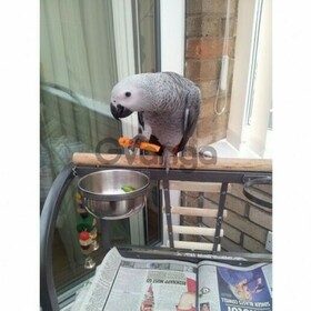chucky and healthy pair of African grey parrots ready now
