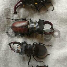 Deer beetle collectible