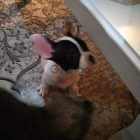 Filhote De Bulldog Francês Fêmea Branquinha.