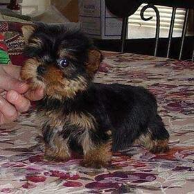Yorkie Terrier  puppies for adoption