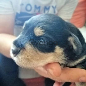 Miniature schnauzer