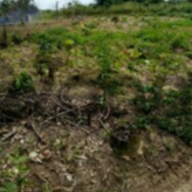 Residential land from Africa (Ivoiry Coast)