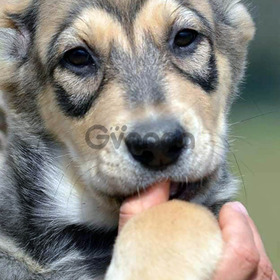 Puppies central azian shepherd