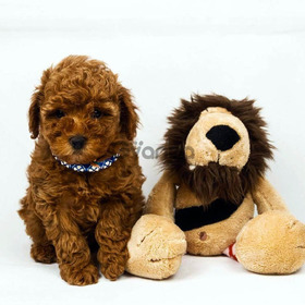 Red Toy Poodle