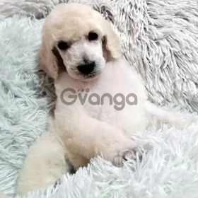 Great royal poodle puppies