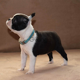 Boston Terrier