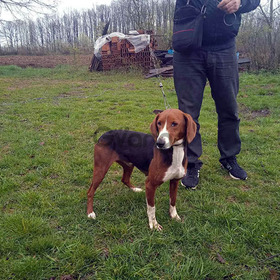 Serbian Tricolor Hound