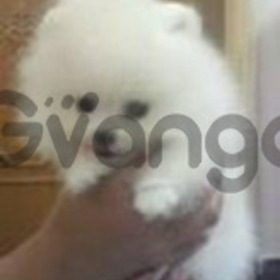 Two Awesome Pomeranian Puppies for Rehoming