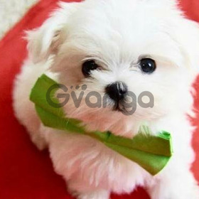 Teacup Maltese puppies
