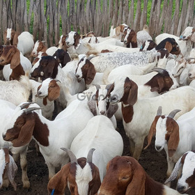 goats and sheeps for sale