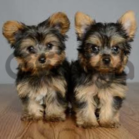 Very Tiny Teacup Yorkie Puppies Now Available