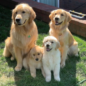 Make your choice Golden Retriever Puppies