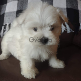 A.K.C. Purebred Maltese Puppies For Sale