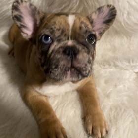 French Bulldog Puppy - Luna