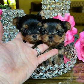 Super cute teacup yorkie puppies