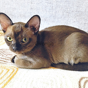 European Burmese kittens