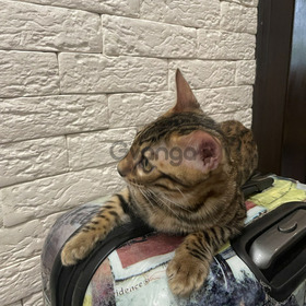 Bengal kitten for sale