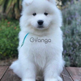 Samoyed puppies for adoption