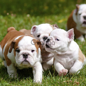 English Bulldog Puppies for sale