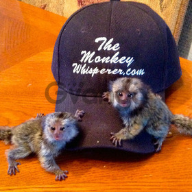 Baby Pygmy Marmoset and Capuchin Monkeys Available