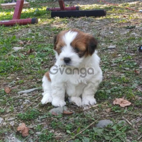 Lhasa apso pups