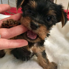 Cute And Adorable T-Cup Yorkie Puppies Available For Adoption