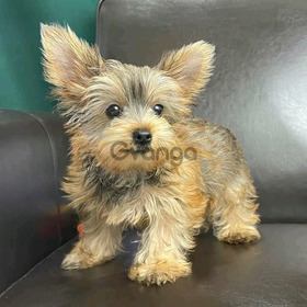 Yorkie Puppies for sale