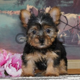 Two Teacup Yorkie Puppies Needs a New Family