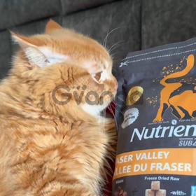 Nutrience cat food, premium cat food