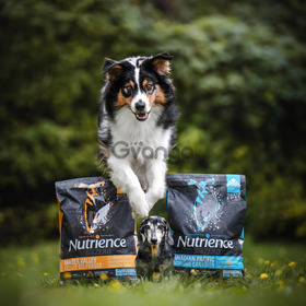 Sensitive Dog? Start with Easy to Digest Food