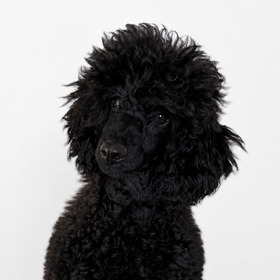 Black medium poodle