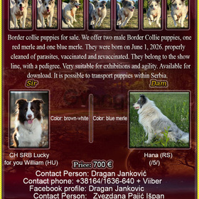 Border collie