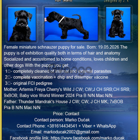 Miniature Black Schnauzer