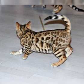 TICA Registered Bengal Kittens Available