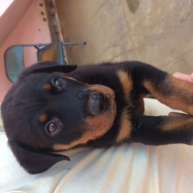 A Male 45 Days Old Rottweiler For Sale