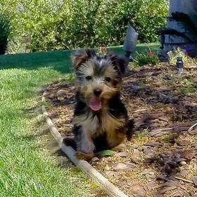 Sweet Yorkshire Terrier puppies for a good home