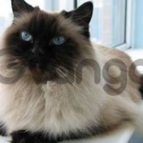 Gorgeous Himalayan Kittens Available